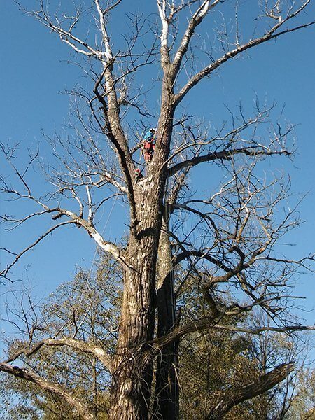 wspinaczka na drzewo